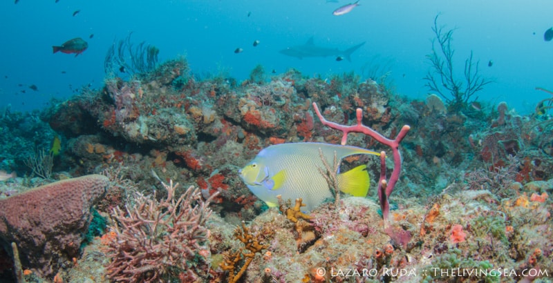 Queen angel and reef shark at Shark Canyon in Palm Beach, Florida
