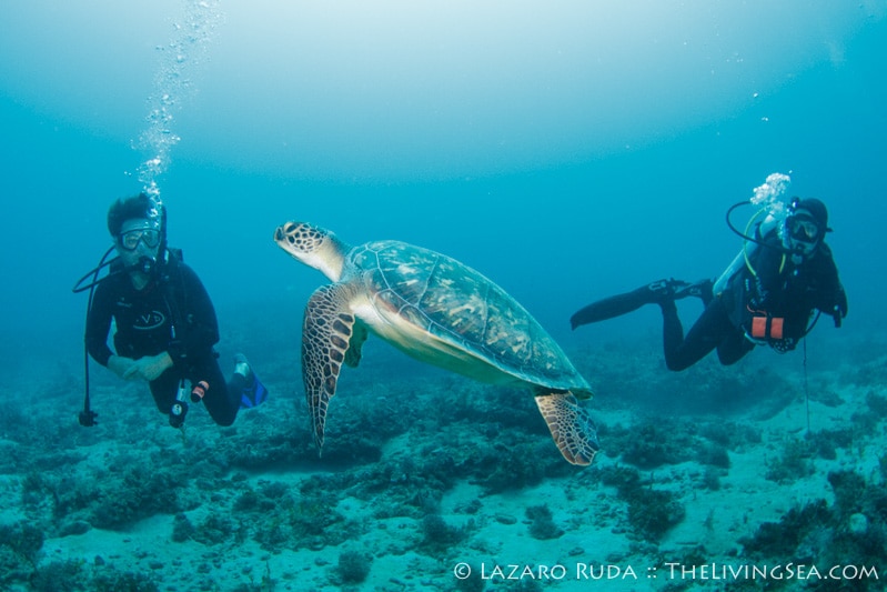 Green sea turtle observing the divers