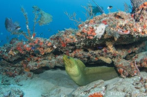 West Palm Beach Diving