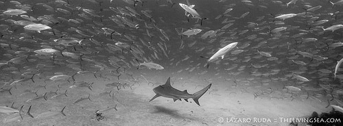 8106502266_76d34a6f68