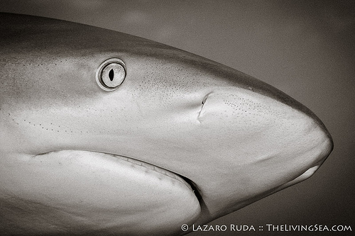 8222074226_84c2b62799