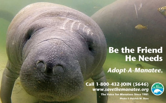 Manatee-Main