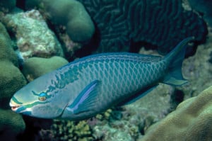 Queen_Parrotfish