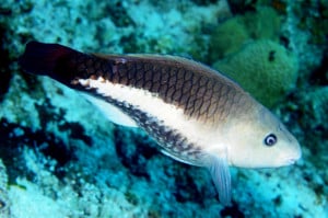 Scarus vetula initial phase