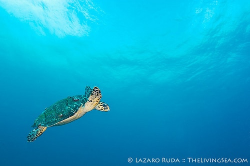 Florida Hawksbill Sea Turtle (Eretmochelys imbricata)