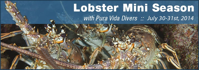 Mini-Lobster-Season2014