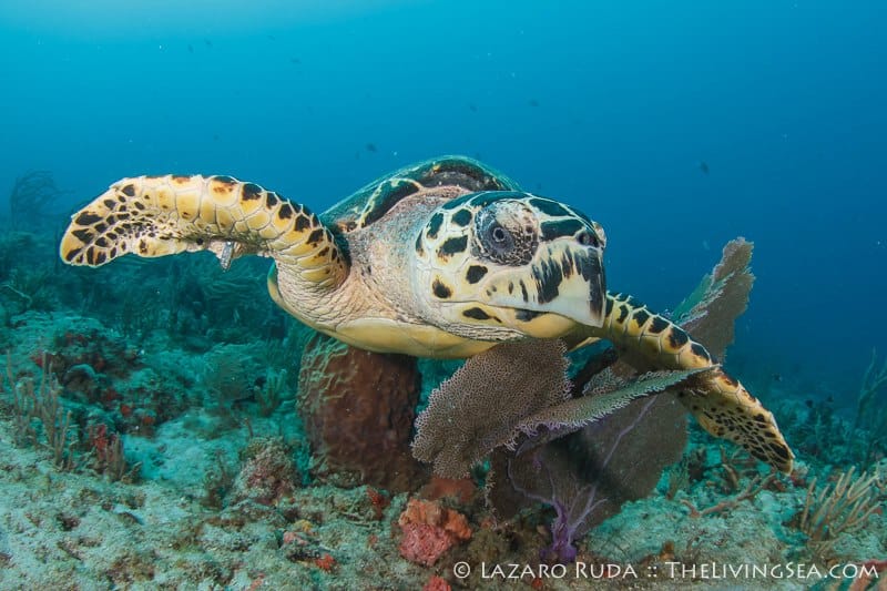 184019_10151462422376760_967628673_n