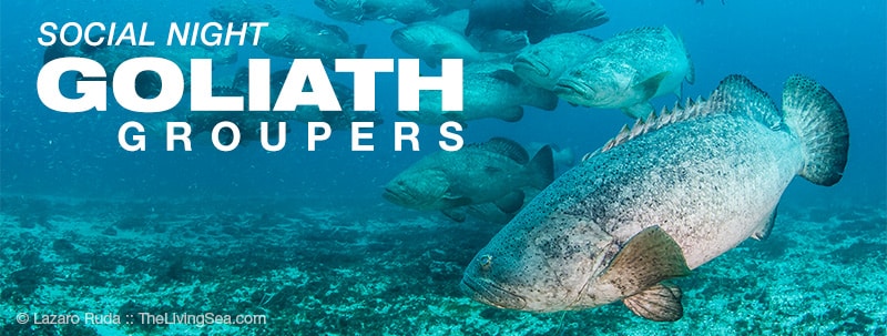 social-night-goliath