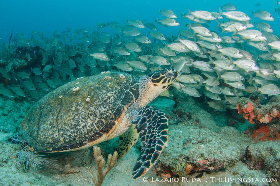 10420179_317324225087842_2910648584976260200_n