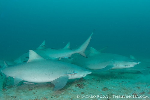 Lemon shark congregate in Palm Beach, Florida