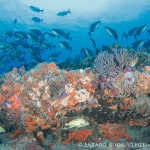 South Florida Reef Dive