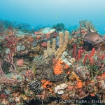 South Florid Reef Dive