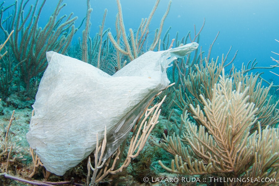 Plastic is not fantastic!