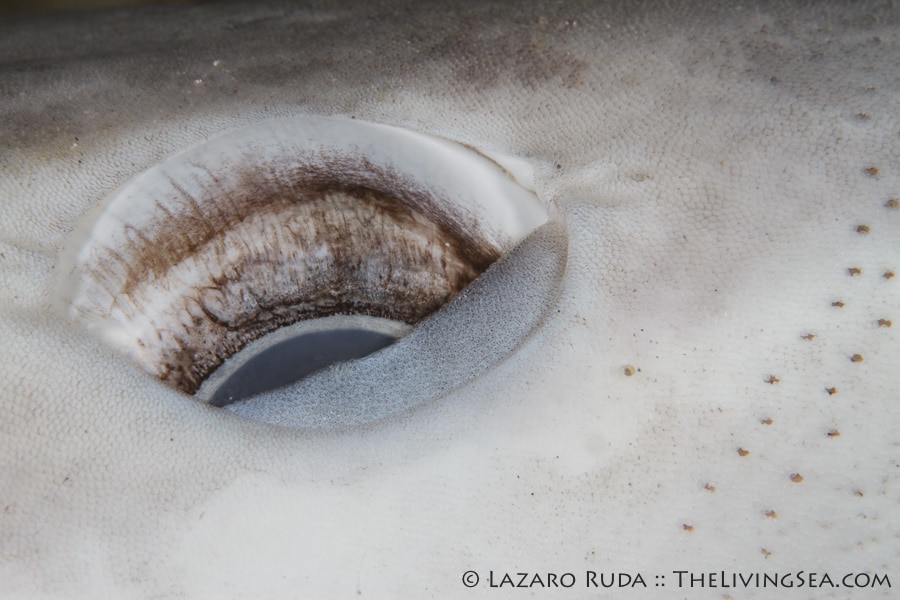 The lifeless eye of a sand bar shark