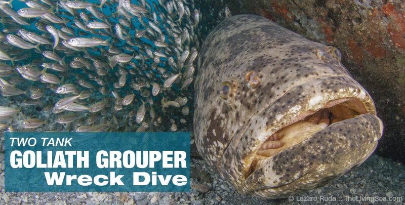 goliath-dive