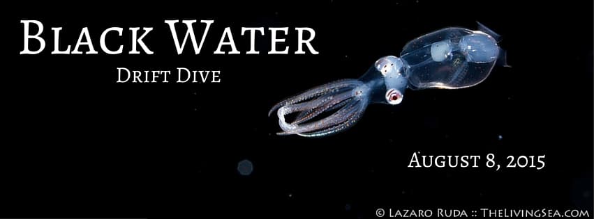 Black Water Drift Dive (2)