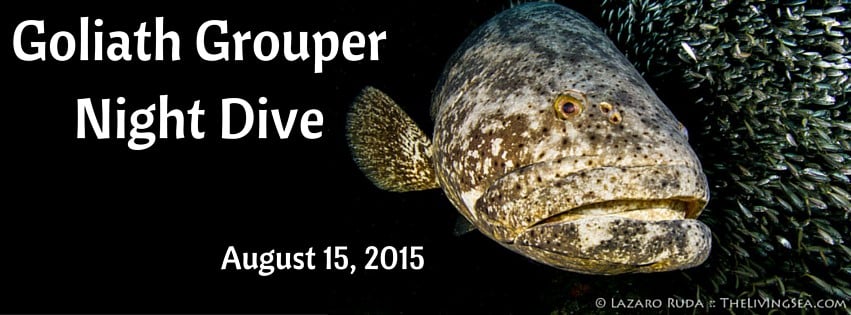 Goliath Grouper Night Dive