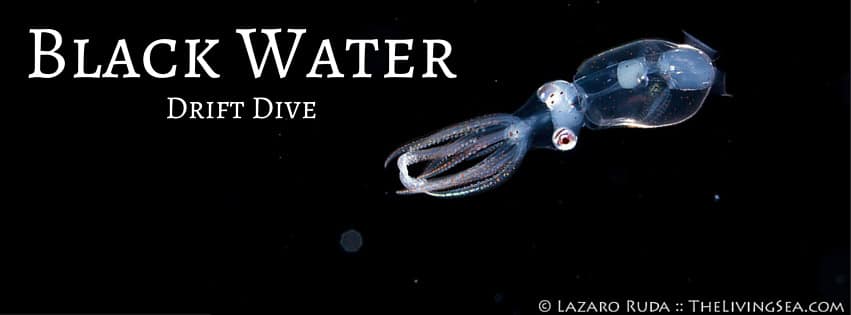 Black-Water-Drift-Dive-2