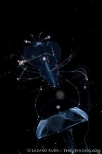 Florida Spiny Lobster