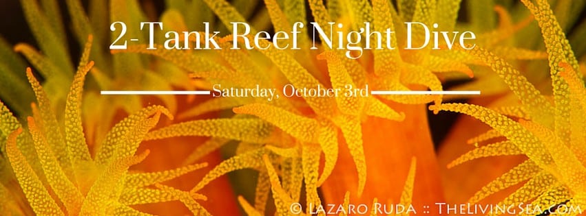 2-Tank Reef Night Dive