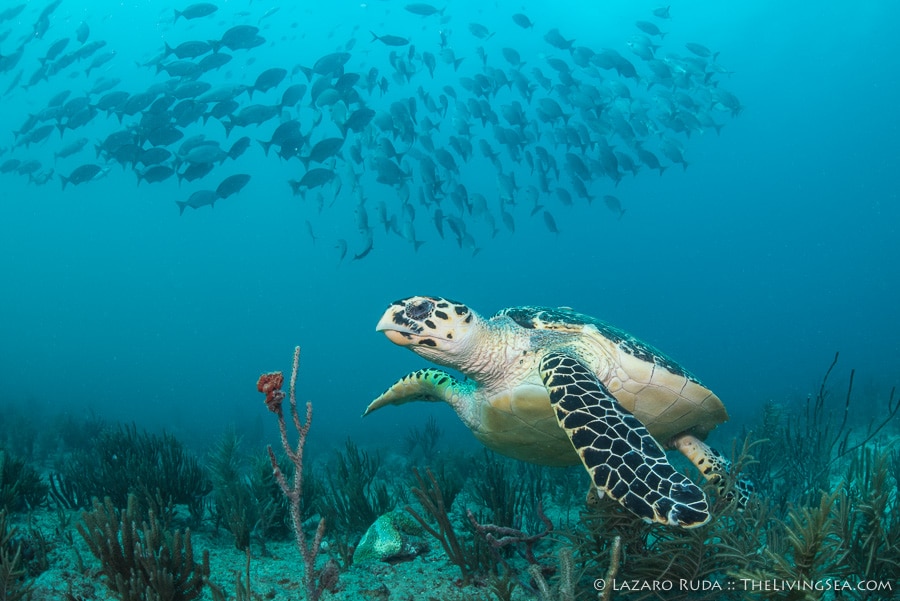 3pm 2-Tank Dive Aboard Sirena