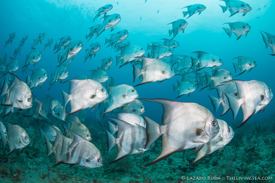 Deep Reef Diving South Florida