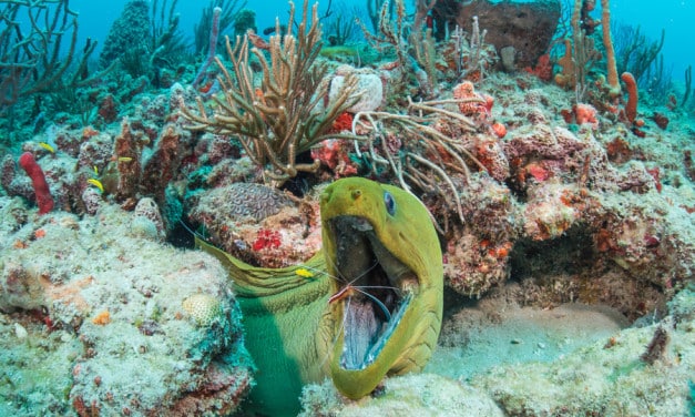 No two dives are ever the same