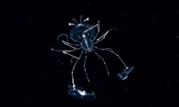 Another fantastic Blackwater dive!