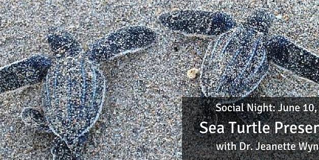 June Social Night: Sea Turtle Presentation with Dr. Jeanette Wyneken