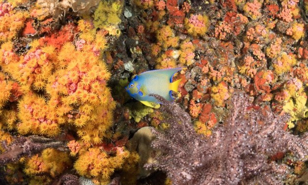 Dive Conditions 5/4/16