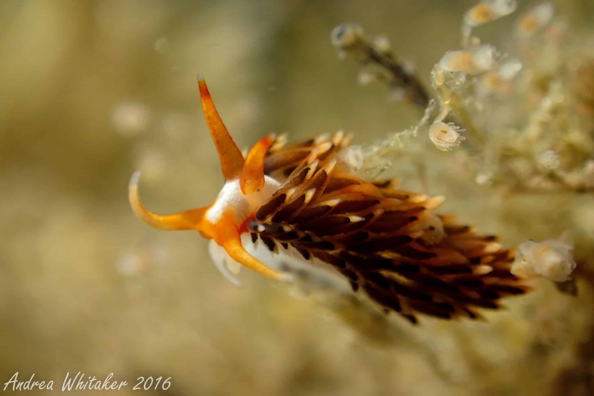 Blue Heron Bridge Dive Conditions