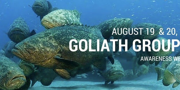 2016 Goliath Grouper Awareness Weekend