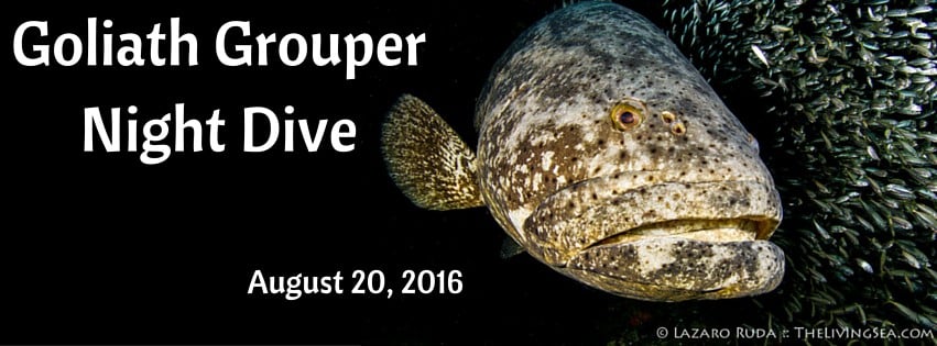 1-Tank Goliath Grouper Night Dive Aboard Sirena
