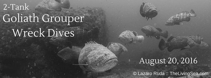 2-Tank Goliath Grouper Wreck Dives Aboard Sirena