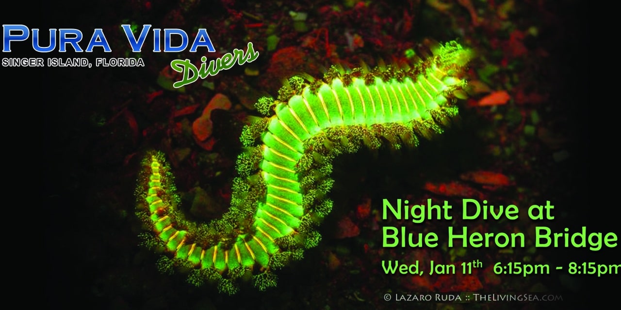 Jan 11: NIGHT DIVE at Blue Heron Bridge