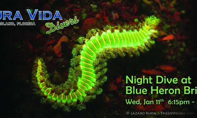 Jan 11: NIGHT DIVE at Blue Heron Bridge