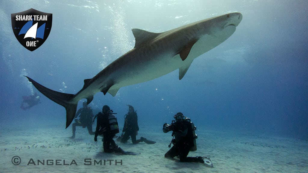 TIGER SHARKS FIGHT FOR SURVIVAL