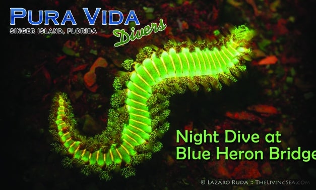 FEB 25: NIGHT DIVE AT BLUE HERON BRIDGE