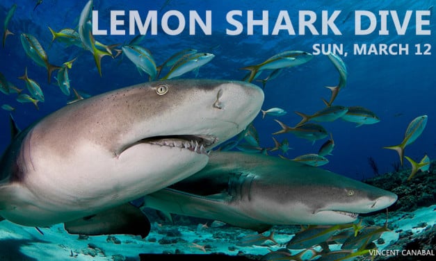 FEBRUARY SHARK DIVES