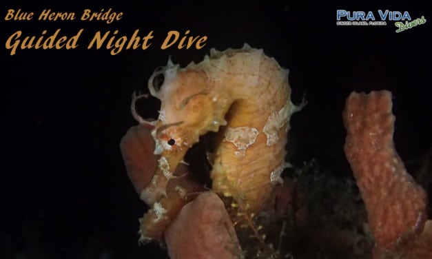 MAR 25: NIGHT DIVE AT BLUE HERON BRIDGE