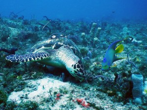 A tagged Hawksbill sea turtle munches next to an Angelfish on Mid Reef.