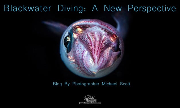 BLACKWATER DIVING: A NEW PERSPECTIVE