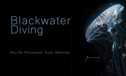 BLACKWATER DIVING BY SUZAN MELDONIAN