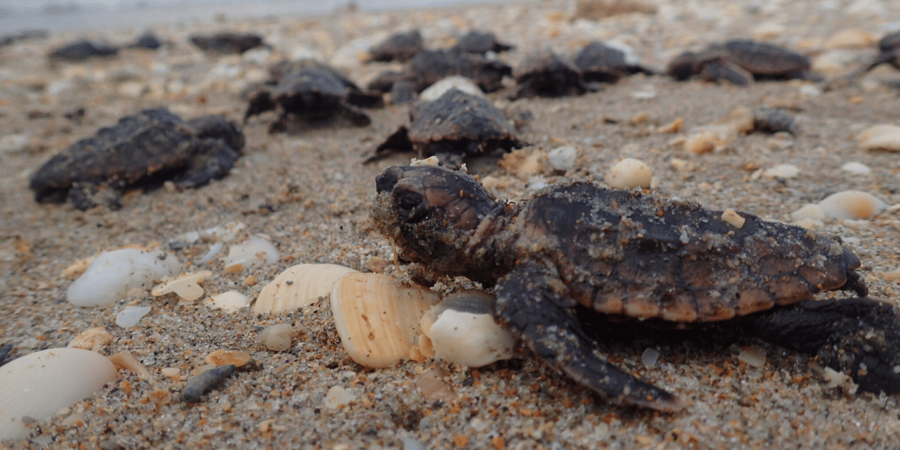 TAKE ACTION FOR ENDANGERED SPECIES DAY