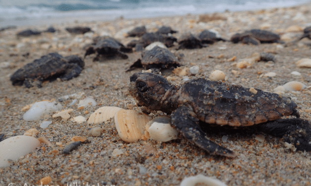 TAKE ACTION FOR ENDANGERED SPECIES DAY