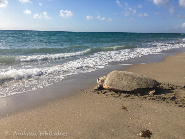 An adult female Loggerhead sea turtle makes her way back into the water after nesting along the beaches of South Florida. This photo was taken during a federally permitted sea turtle nesting survey.