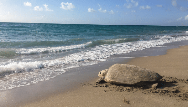 Photo Credit: Andrea Whitaker An adult female Loggerhead sea turtle makes her way back into the water after nesting along the beaches of South Florida. This photo was taken during a federally permitted sea turtle nesting survey.
