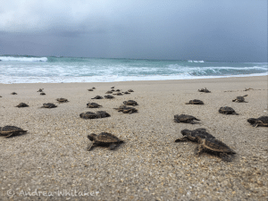 Hatchling Loggerhead sea turtles make their way to the ocean. This photo were taken during a federally permitted sea turtle nesting survey.