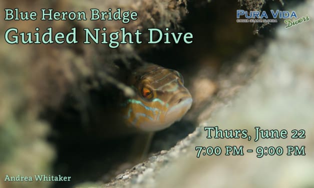 JUNE 22 NIGHT DIVE AT BLUE HERON BRIDGE