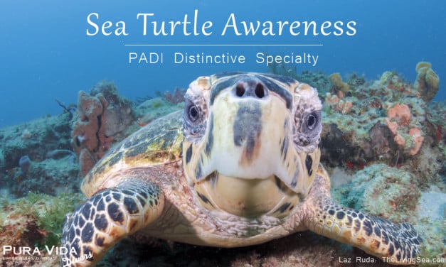 SEA TURTLE AWARENESS CLASS